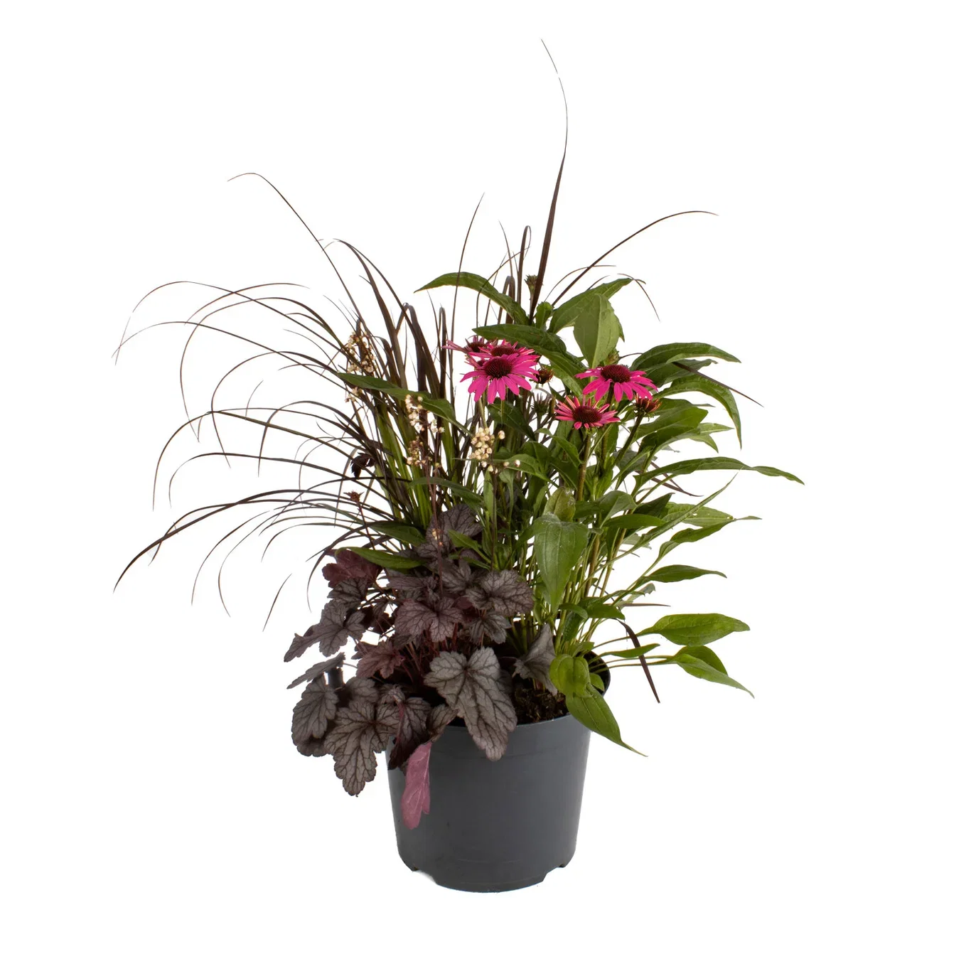 Perennials Triple Beauty Stockholm 23cm Samplanting Triple Beauty Stockholm Ø23 cm