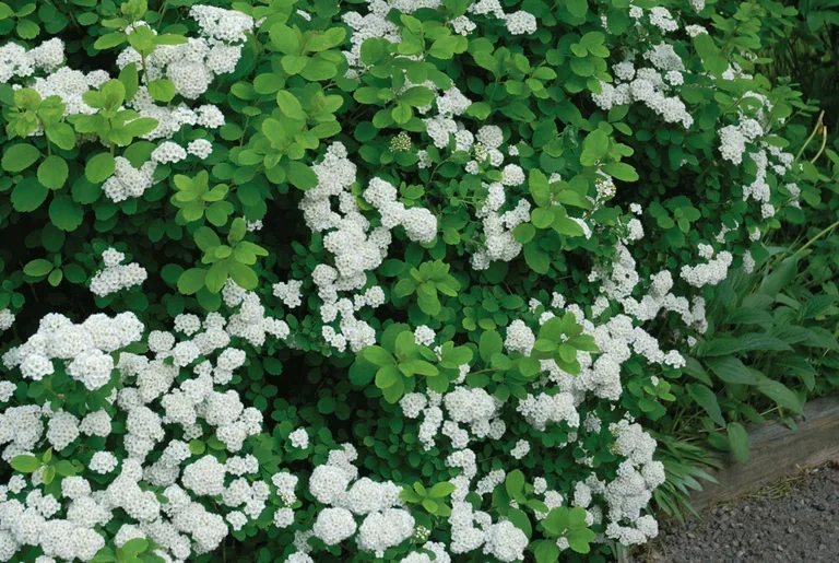 Spiraea betulifolia 'Tor' Bjørkebladspirea 'Tor' Ø22 cm