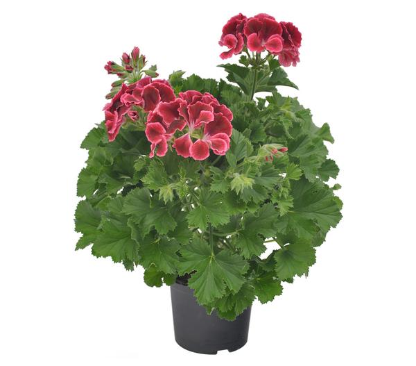 Edelgeranie 'Edle Schönheiten', verschiedene