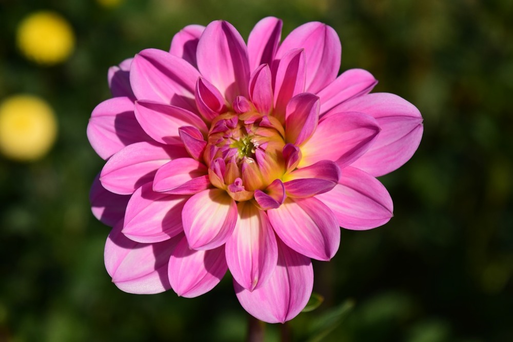 Sachet de graines de dahlia unwin 1/2 nain varié - sachet de 1,5 grammes - petite entreprise française - made in france
