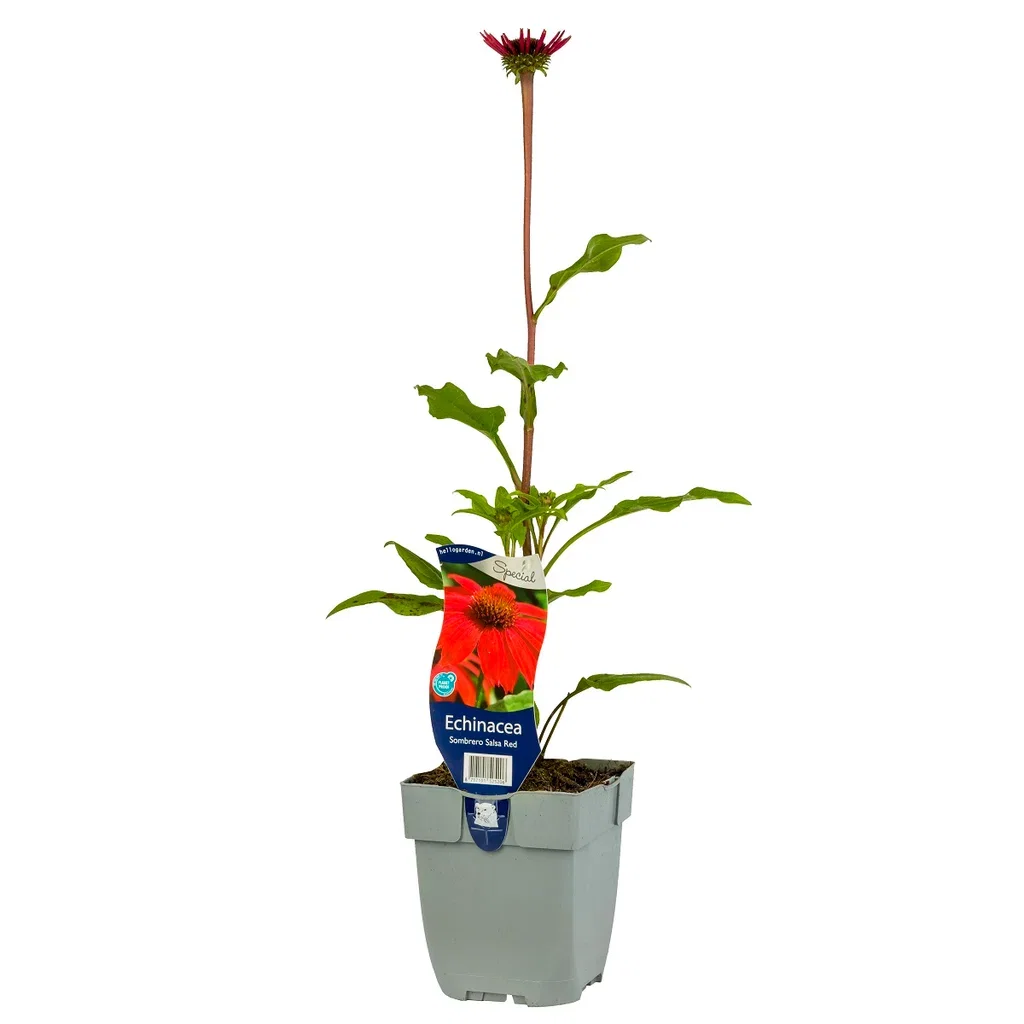 Echinacea (Sombrero-Serie) SOMBRERO SALSA RED ('Balsomsed') Solhatt 'Sombrero Salsa Red' Ø11 cm