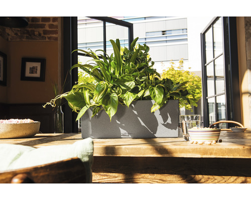 Lechuza Balconera Stone kunststof bloembak 50x19x19 cm grijs incl. zelfbewateringssysteem en plantinzet