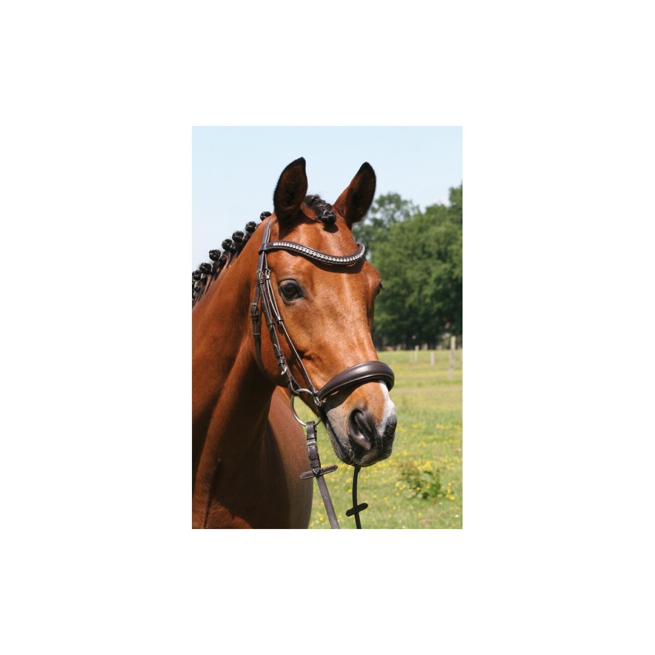 Hans Melzer Horse Equipment Hans Melzer Trense Calgary hannoversches Reithalfter braun/silber WB EXTRA (KB-Kaltblut)
