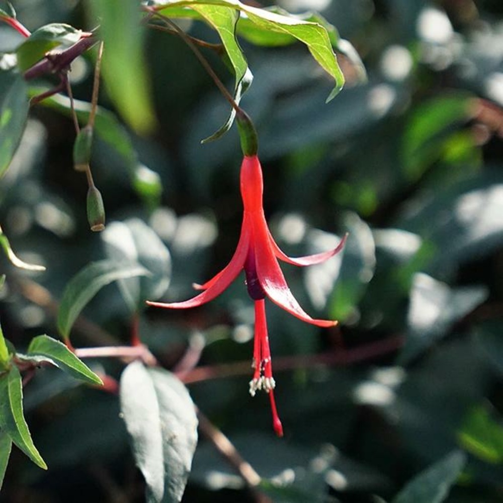Fuschia comestible - fuchsia regia 3l