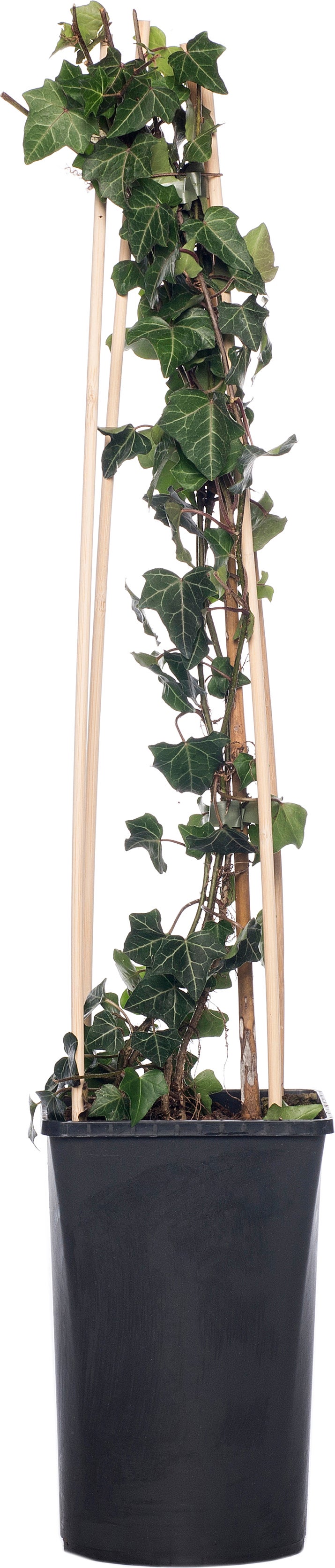 Klimop (Hedera helix) D 16 H 75 cm