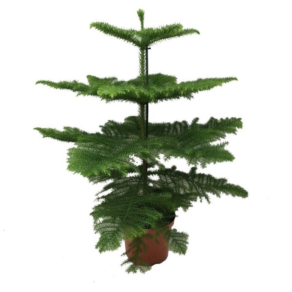STUEGRAN 21CM