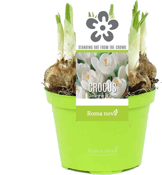 Krokus (Crocus 'Jeanne d'Arc') D 9 H 11 cm