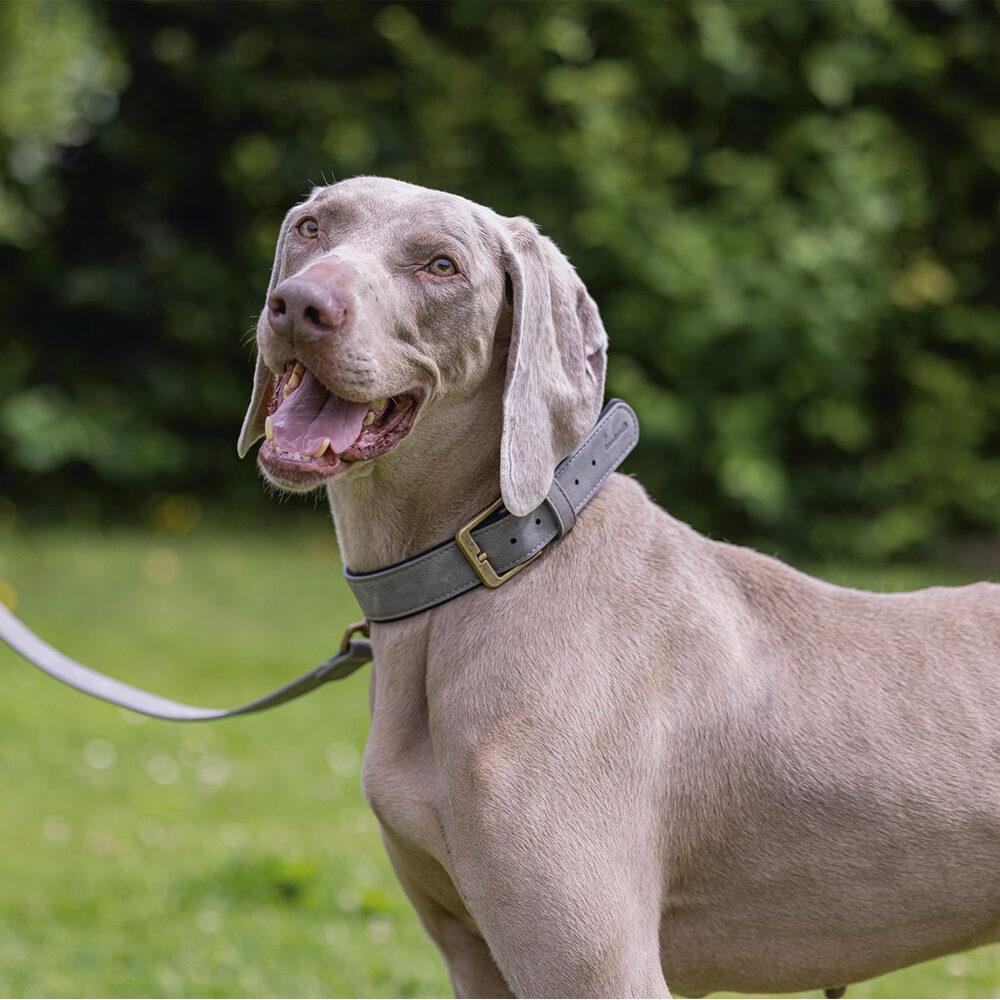 Beeztees  Balacron Ax Halsband Kunstleer - Hond