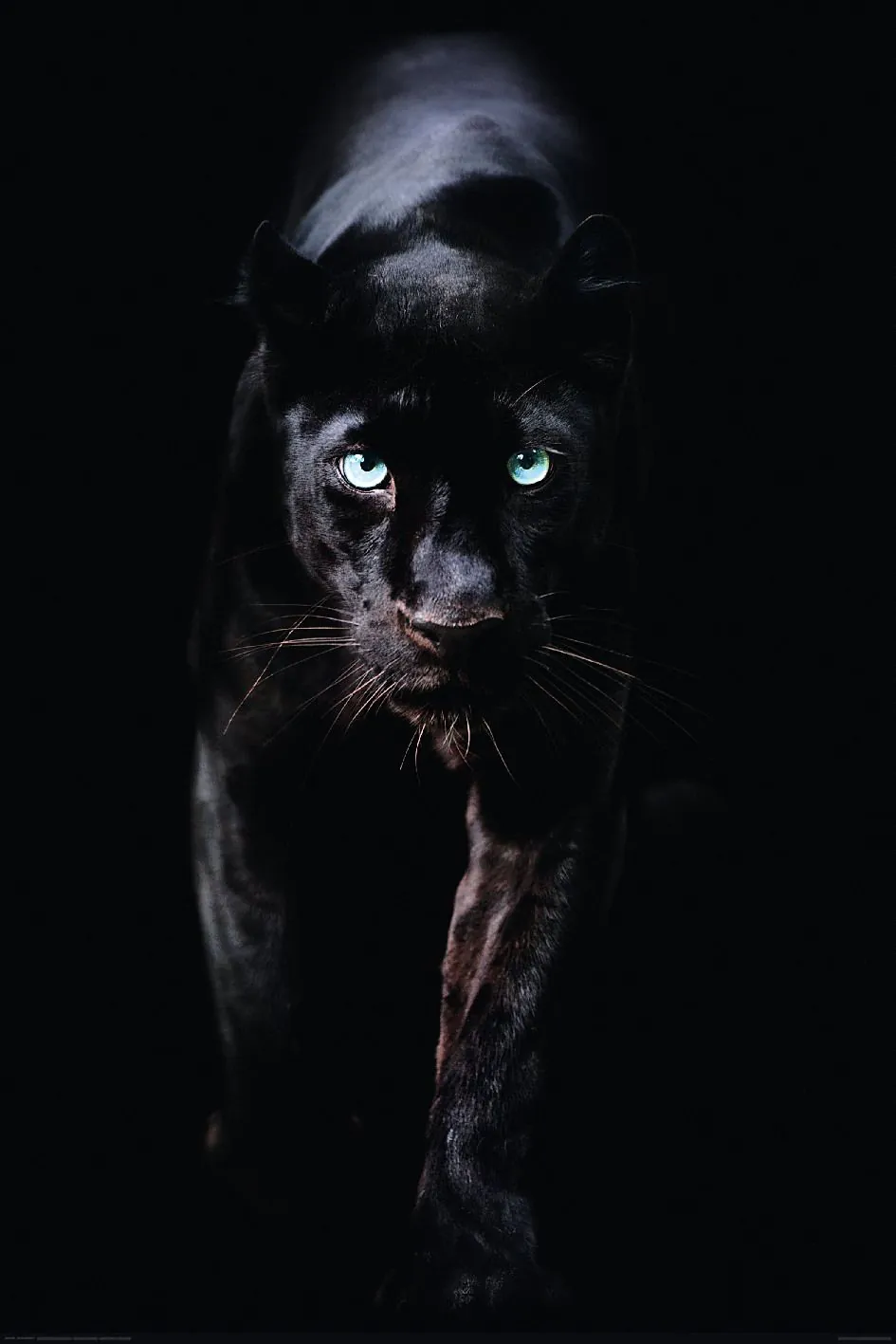 Poster Black Panther, 61 x 91 cm| NANU-NANA