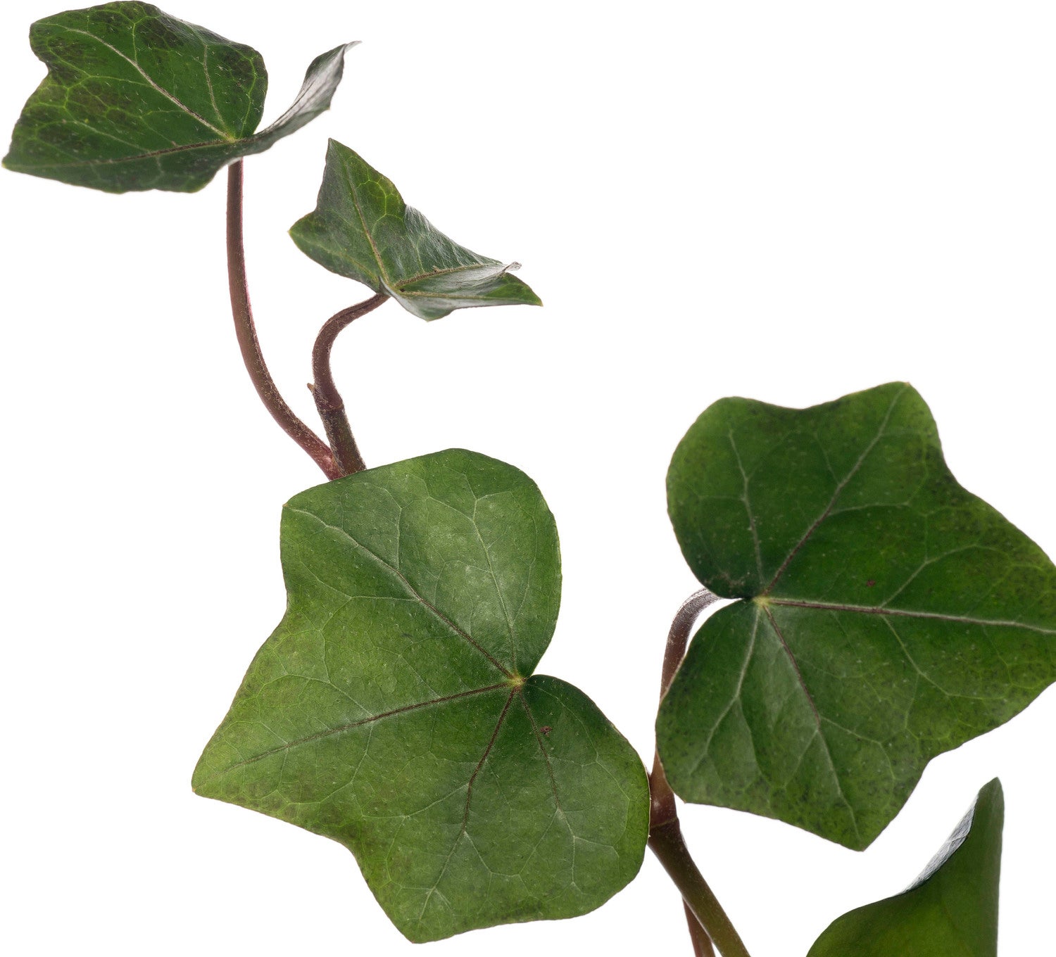 Klimop (Hedera hibernica) sixpack D 9 H 10 cm
