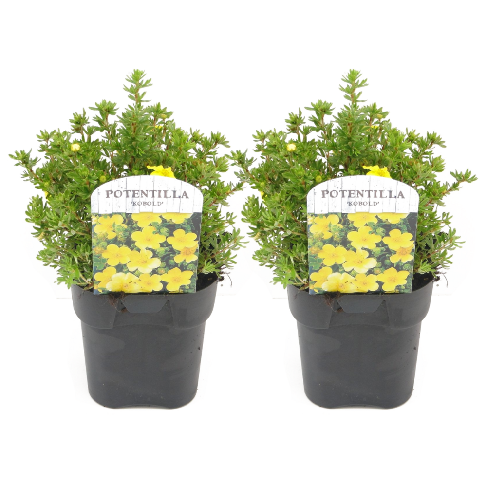 Potentilla kobold - set de 2 - potentille arbustiv -pot 17cm-hauteur 20-30cm
