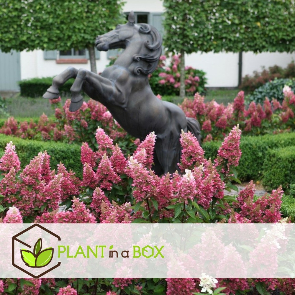Hortensia 'pinky winky' - set de 4 - hortensia - pot 19cm - hauteur 25-40cm