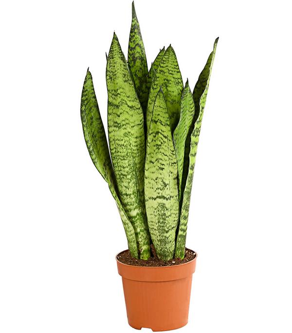 Bogenhanf - Sansevieria zeylanica
