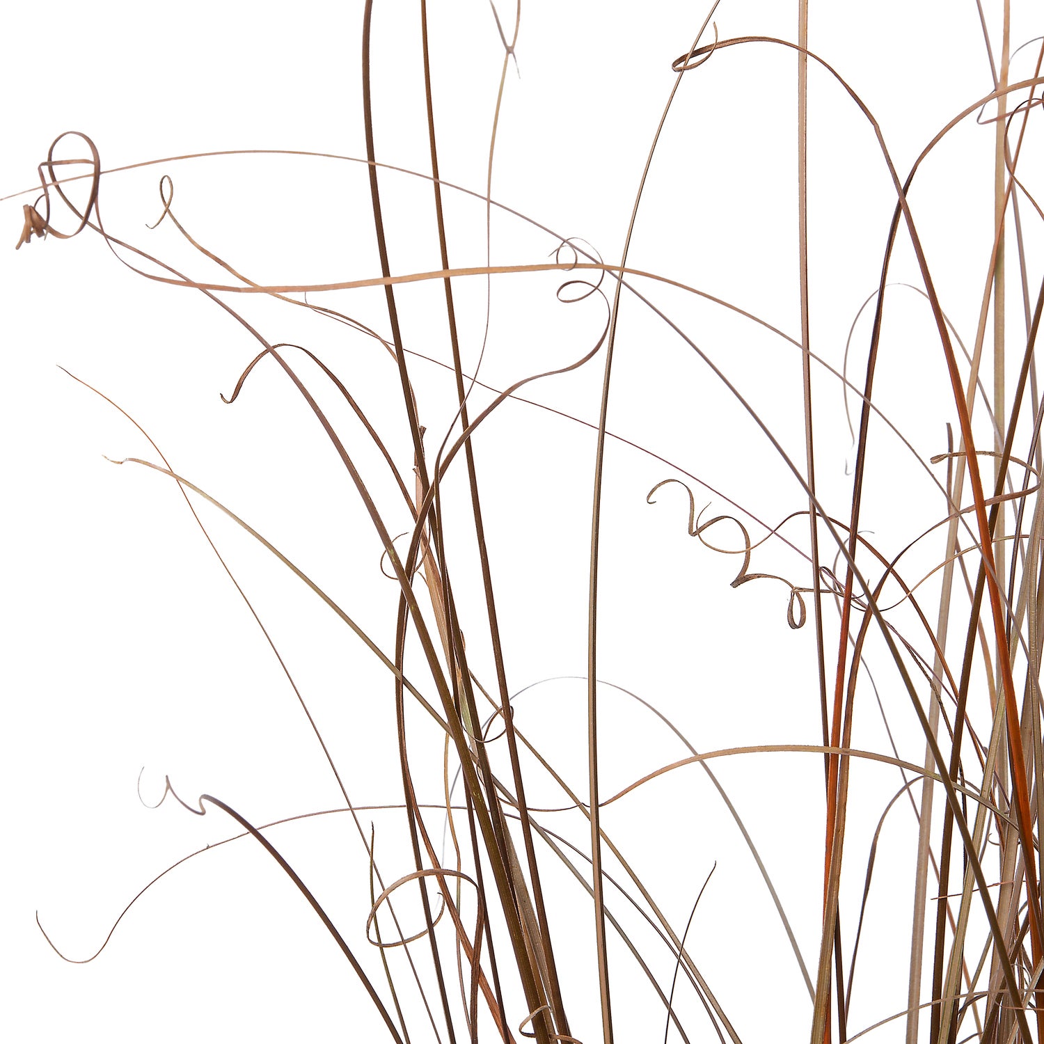 Zegge (Carex buchananii) D 9 H 10 cm