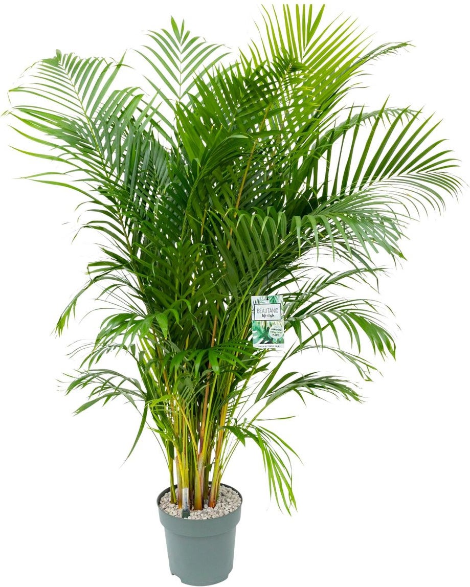 Goudpalm (Dypsis lutescens) D 27 H 150 cm