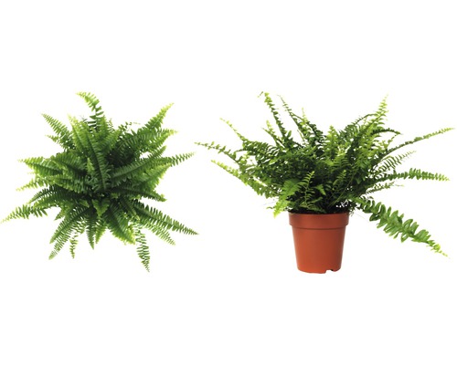 Zwaardvaren FloraSelf Nephrolepis exaltata 'Green Lady' H 30-40 cm Ø 12 cm pot