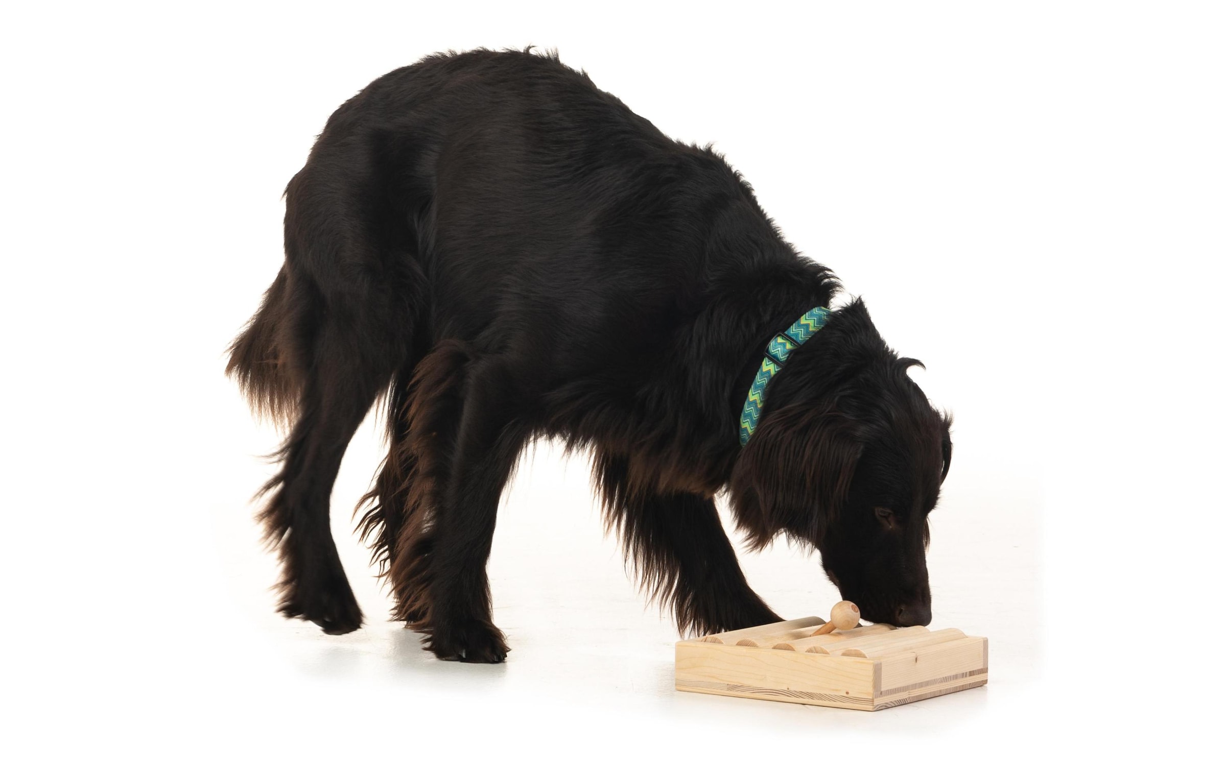 Tier-Intelligenzspielzeug »Hundespiele.ch Zaunpfahl einfach« Holz Holzart: Buche, FichteHerkunftsland: Deutschland, Schweiz, Südeuropa