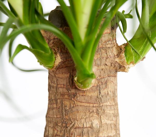 Elefantenfuß - Beaucarnea recurvata