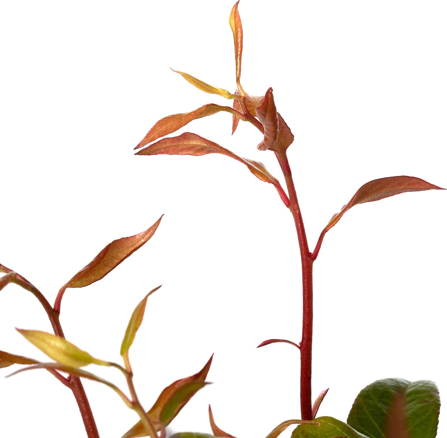 Druifheide (Leucothoe axillaris 'Zeblid') D 17 H 20 cm
