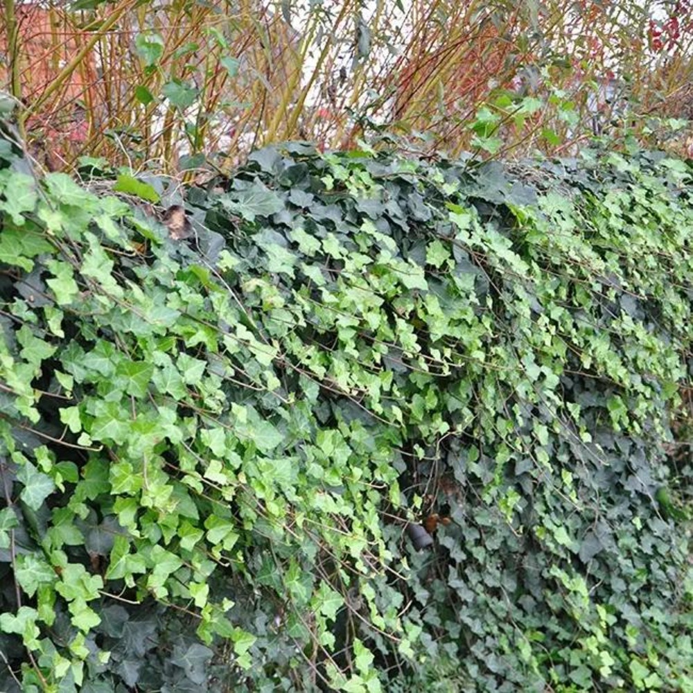 Lierre d'irlande - hedera helix 1.5l