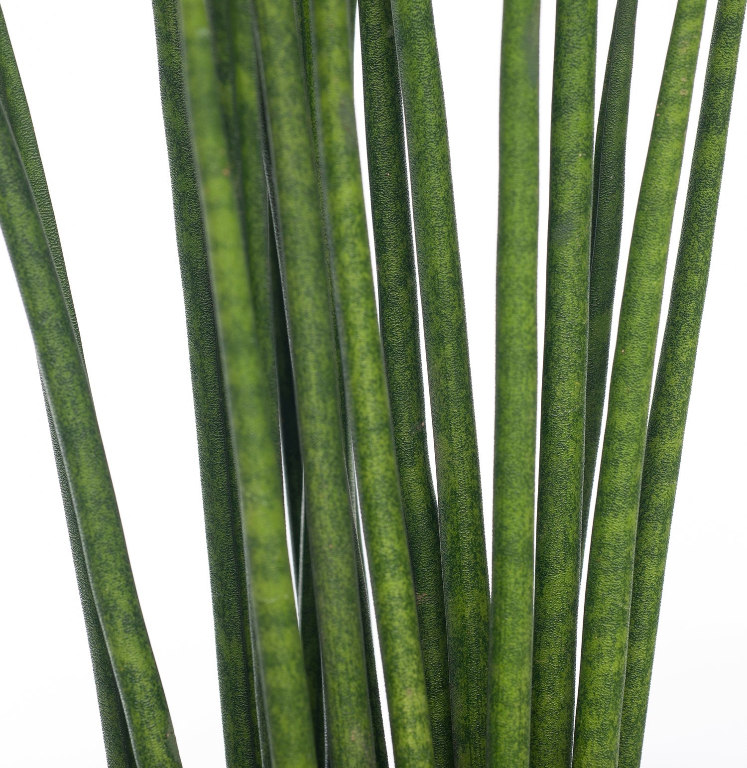 Vrouwentong (Sansevieria bacularis 'Mikado') D 12 H 40 cm