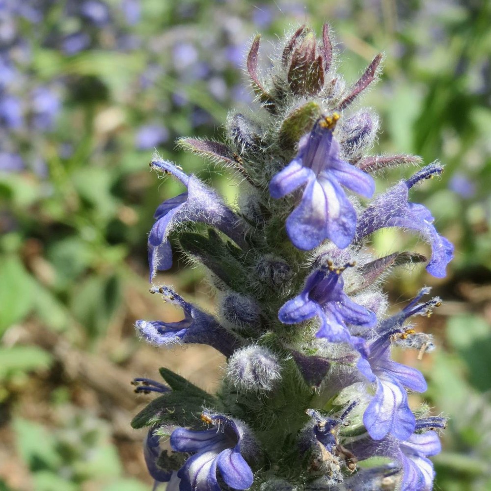 Bugle rampante reptans/ajuga reptans[-]godet
