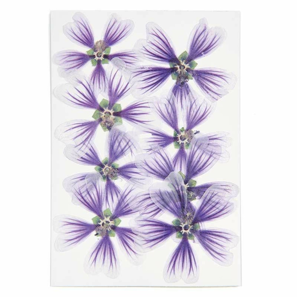 Trémières violettes séchées et pressées