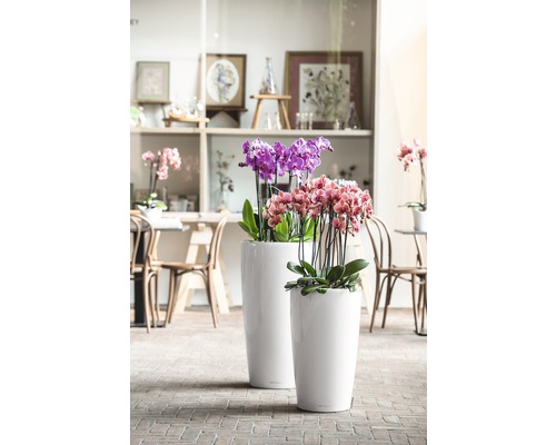 Lechuza Rondo plantenbak Ø 32 cm H 56 cm wit incl. zelfbewateringssysteem, plantenbak, substraat en waterniveau-indicator