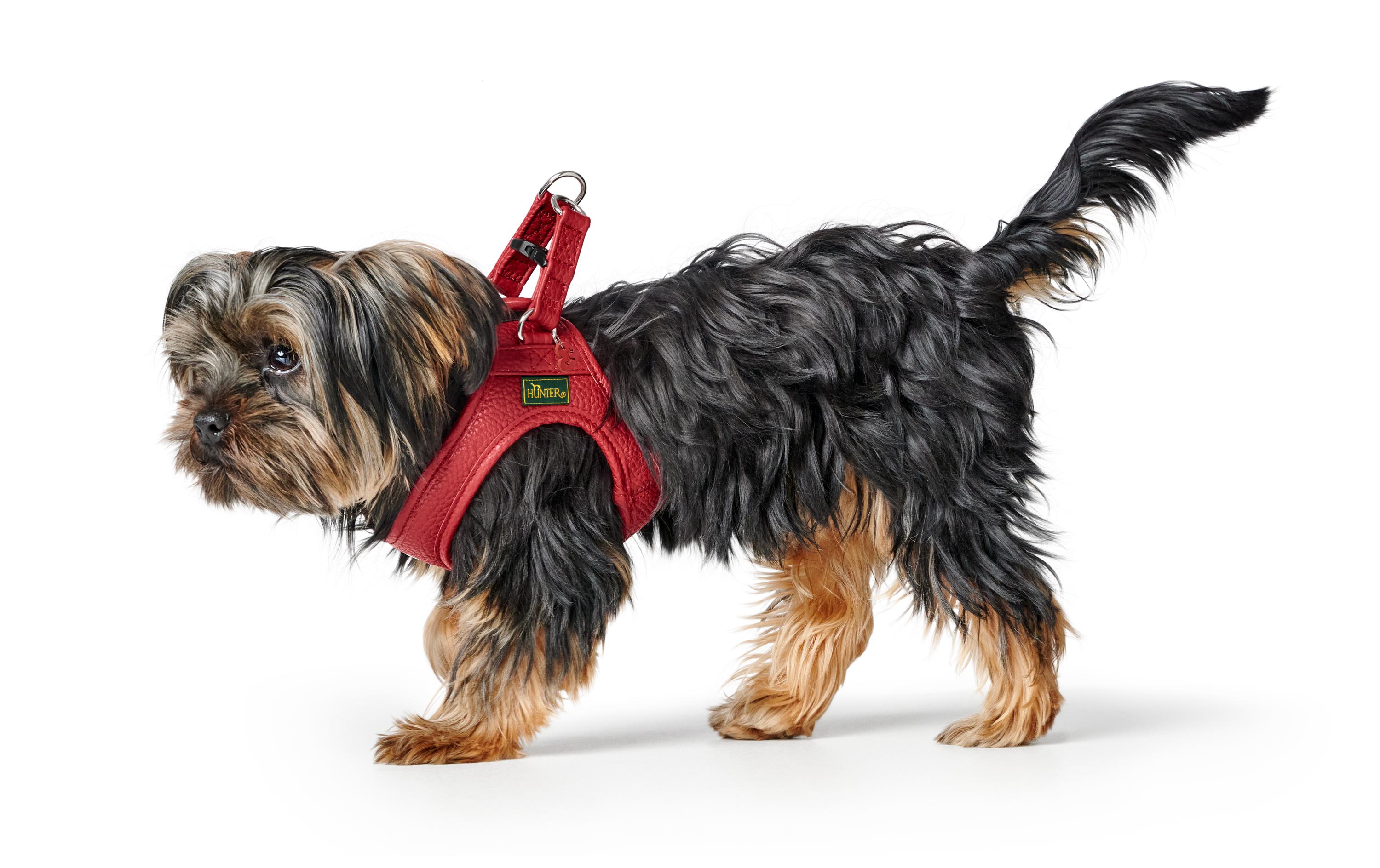 Geschirr Love 37-40/XS-S, Rot/SchwarzLeichtes Geschirr für kleine und kopfscheue Hunde