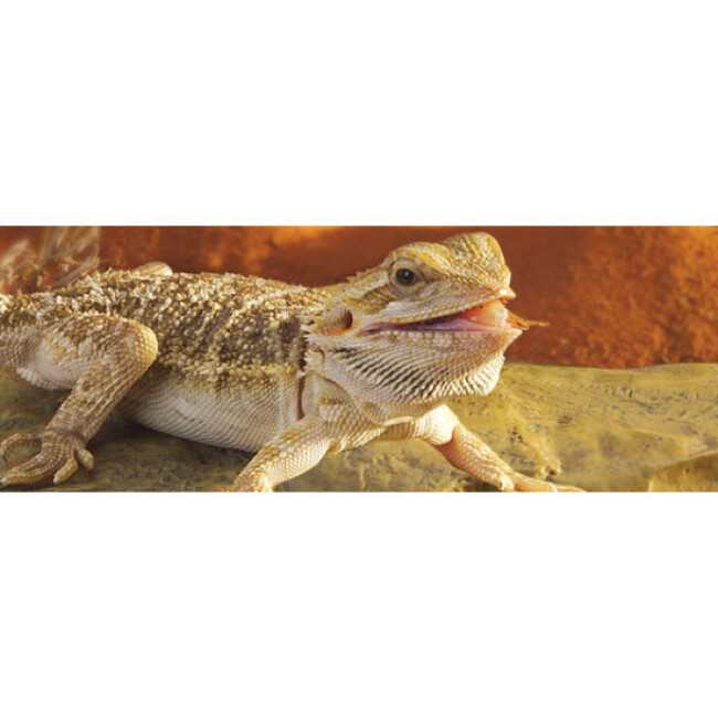 Supplément multi vitamine en poudre pour reptile Exo Terra 70 g