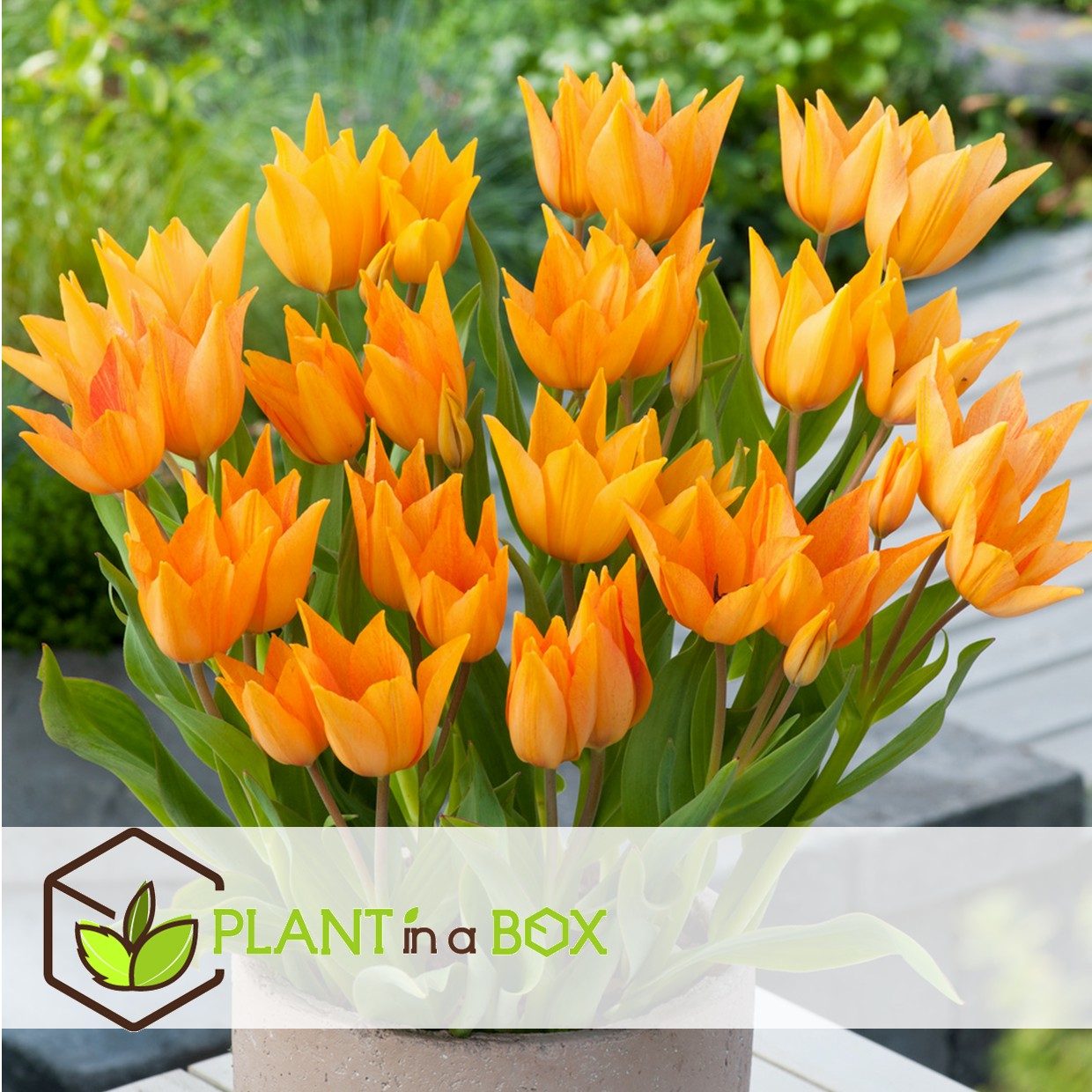 Tulipa praestans shogun - bulbes à fleurs x40 - tulipe - orange