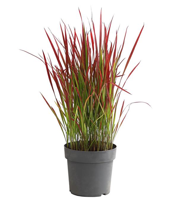 Japanisches Blutgras 'Red Baron'