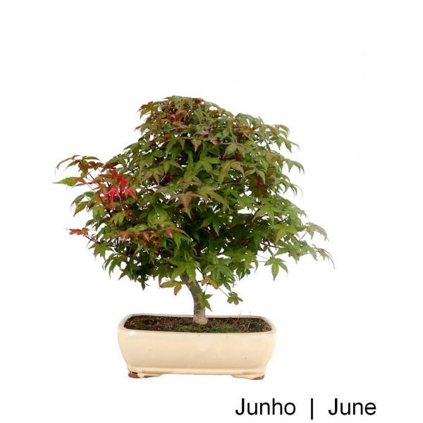 Luso Bonsai Acer Palmatum Deshojo Bonsai de 29 anos - 51752D
