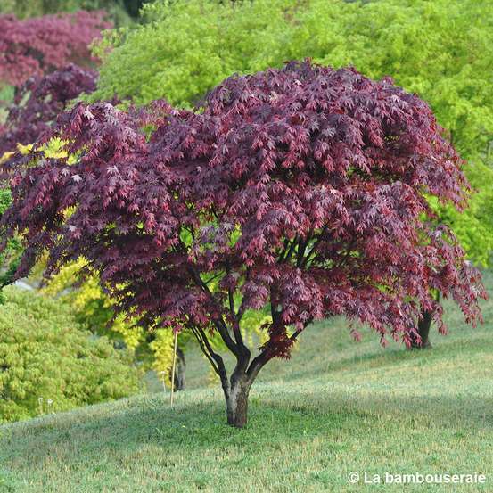 Acer Japonicum 'Palmatum Blood Good' C50L h.125/150cm