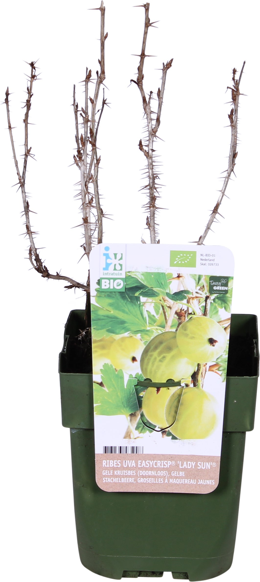 Biologische Gele kruisbes (Ribes uva 'Easycrisp® Lady Sun®') D 13 H 40 cm