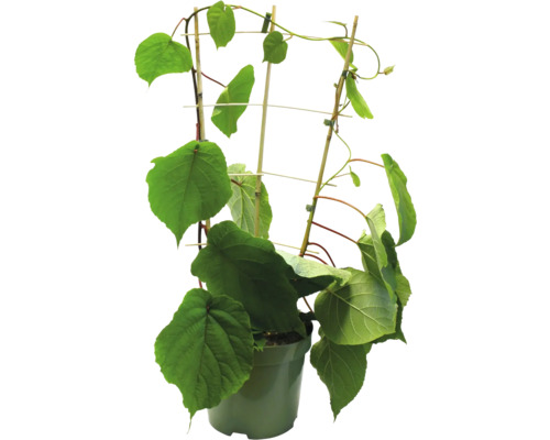 Biologische Kiwi Espalier 2 soorten FloraSelf Biologische Kiwi Jenny (zelfbestuivend) en Tomuri (mannelijk)