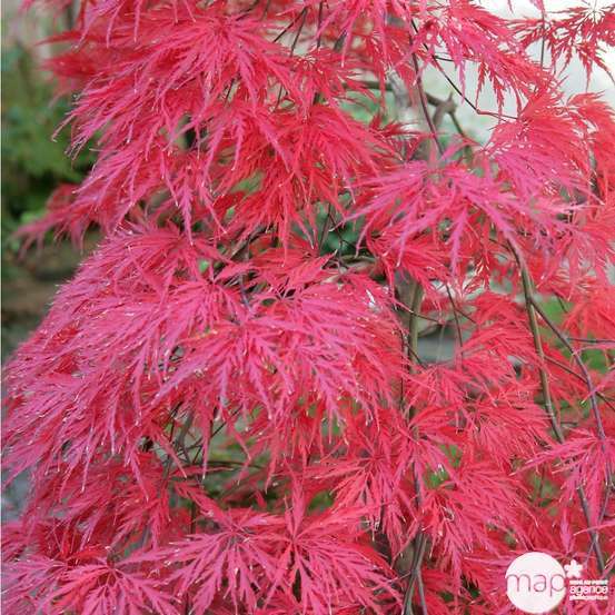Acer palmatum dissectum : arbuste 1/2 tige