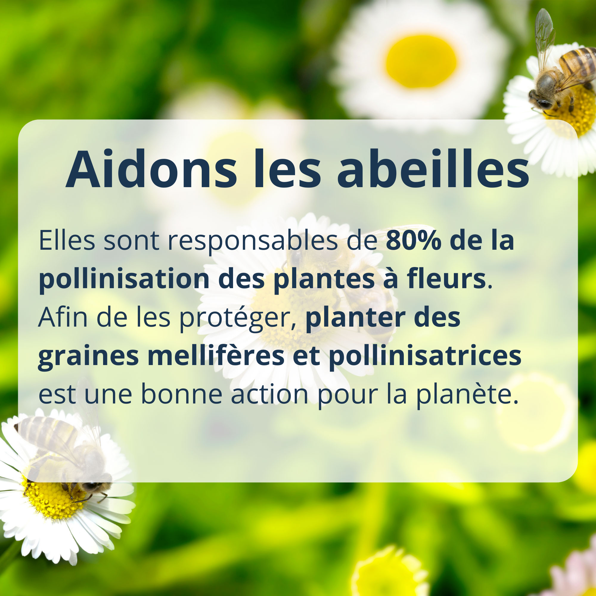 Cultivea diy bombes de graines semis de fleurs à planter pour abeilles