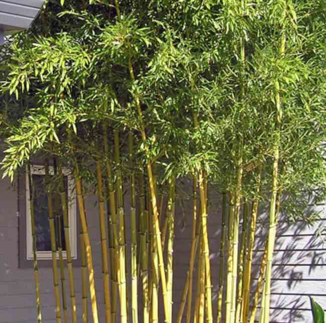 Phyllostachys aureosulcata spectabilis taille pot de 2 litres - 20/60 cm