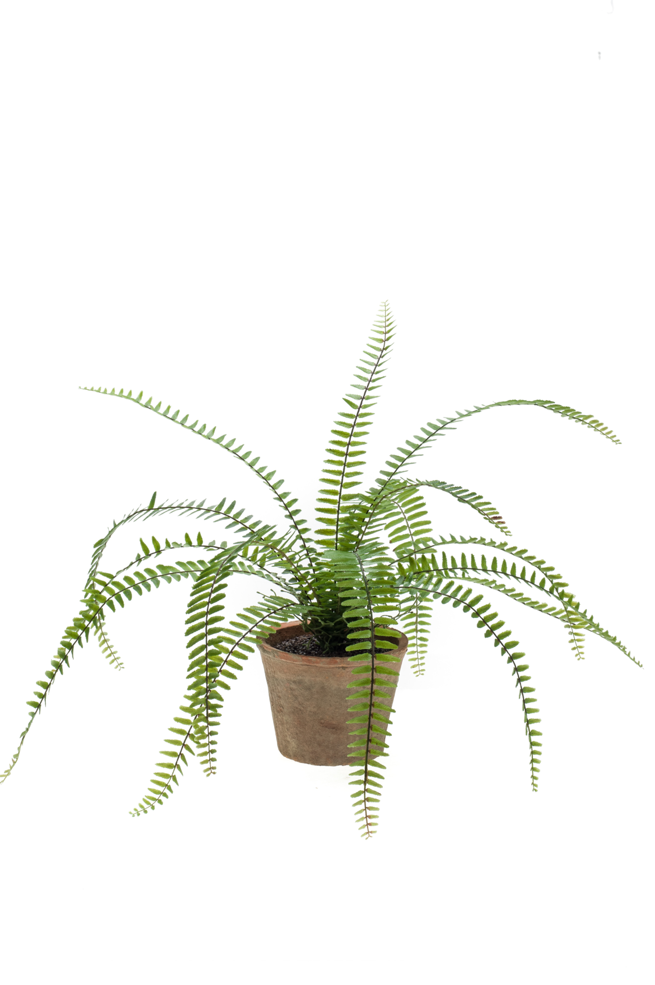 Fern in aged pot