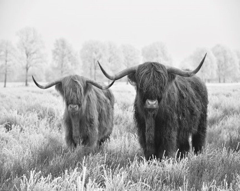 LERRET LAFINESSE CANVAS COW 80X120CM