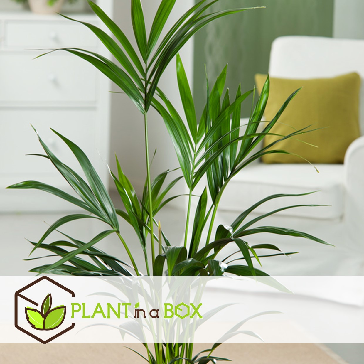 Howea forsteriana - kentia - pot 21cm - hauteur 130-140cm