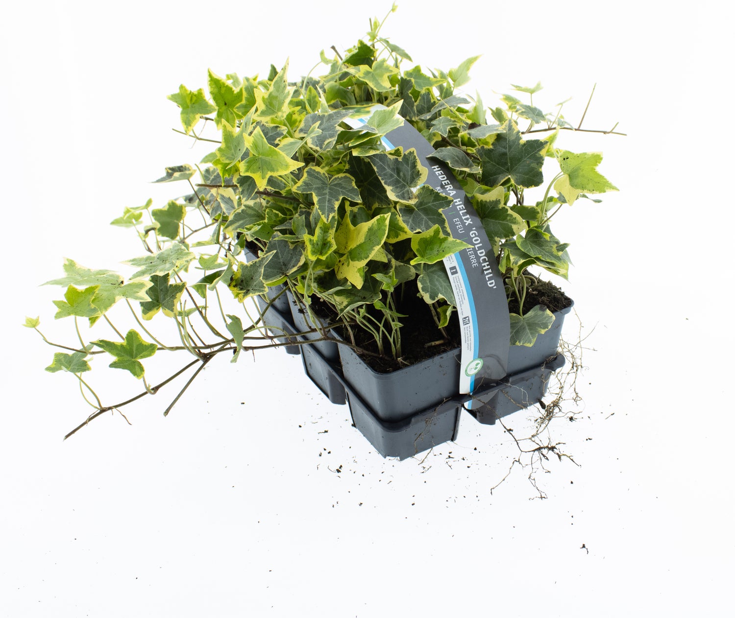 Klimop (Hedera helix 'Goldchild') sixpack D 9 H 15 cm
