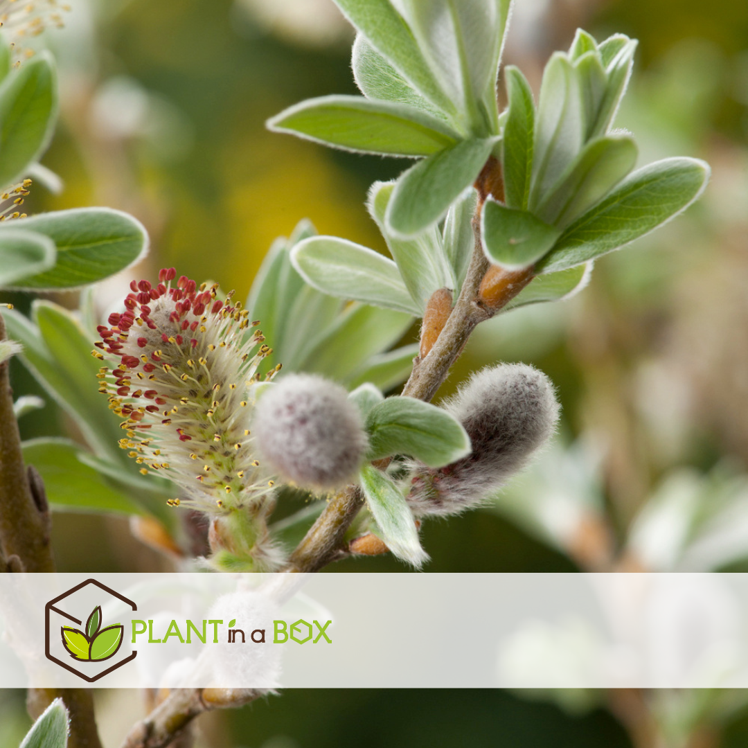 Salix helvetica - saule nain - lot de 2 - arbre - ⌀19 cm - hauteur 80-90 cm