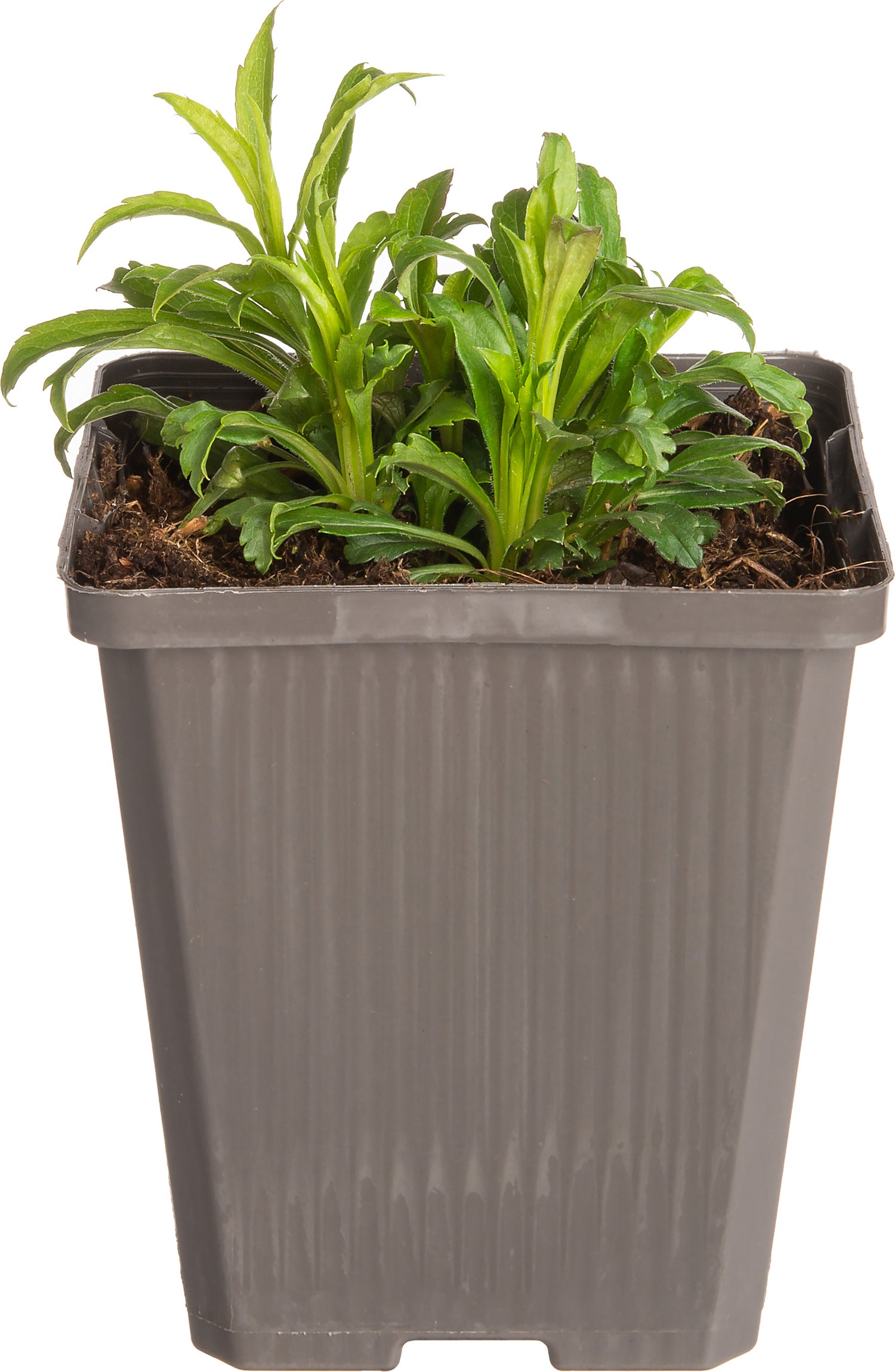 Guldenroede (Solidago 'Goldkind') D 9 H 10 cm