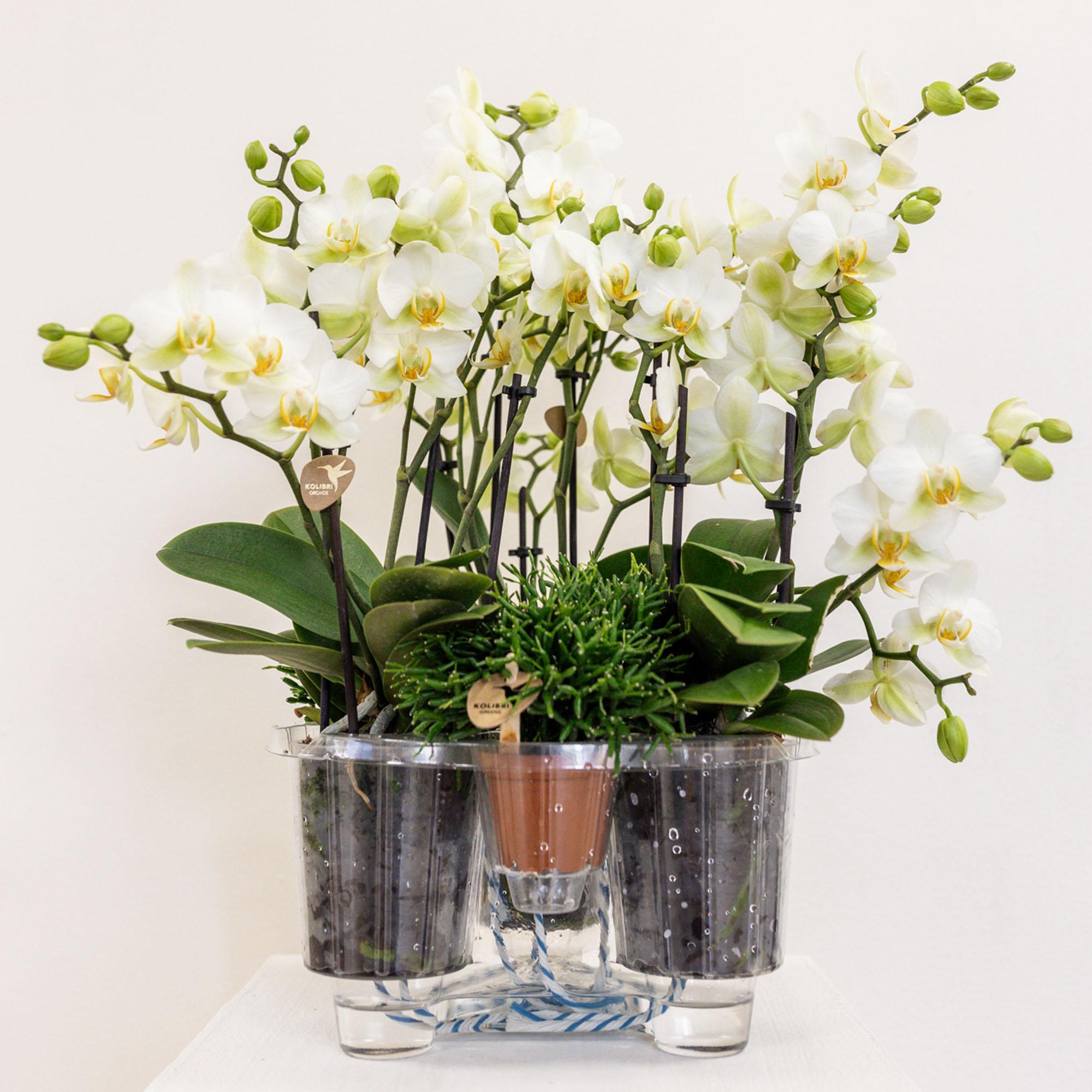 Plante d'intérieur - set de 3 orchidées blanches et 3 rhipsalis dans un panier en coton avec réservoir d'eau 35cm