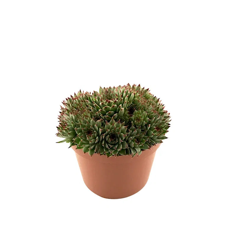 Sempervivum Takløk miks Ø12 cm