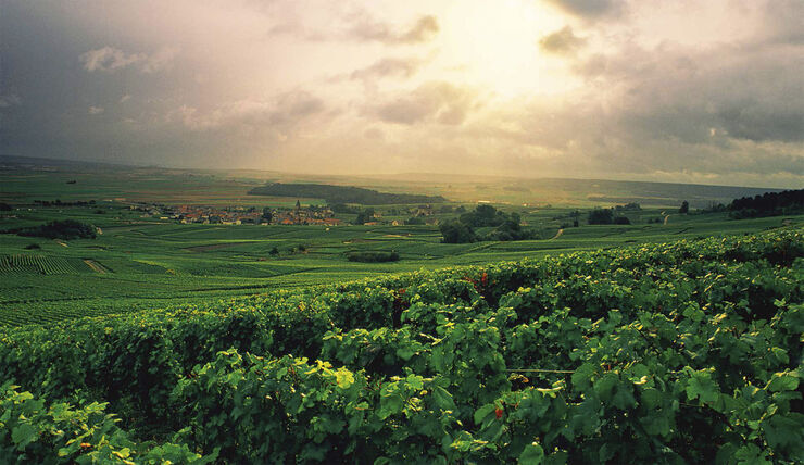 Bøger Champagne - Wine of Kings and the King of Wines Guld & sort