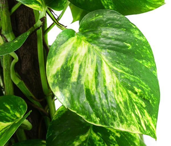 Efeutute - Epipremnum aureum am Kratistestab
