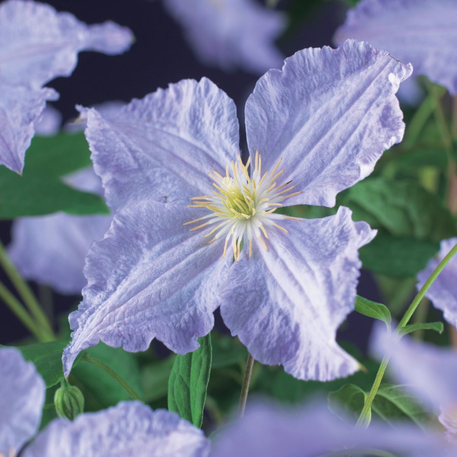 Bosrank (Clematis 'Blue Angel') D 23 H 117 cm